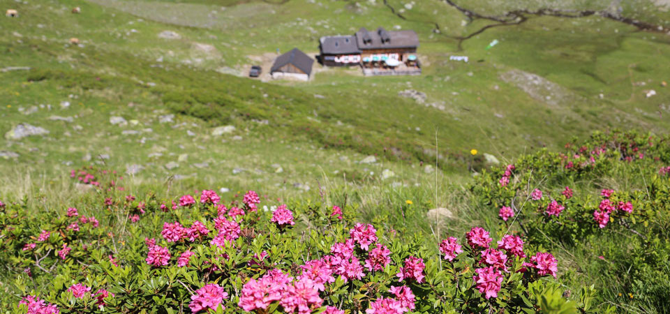 Fauna und Flora auf dem Weg und rund um die Keinprechthütte